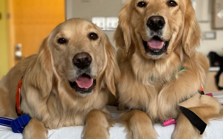 Two golden retrievers, Galaxy and Halo, sit on a hospital bed ready to see patients